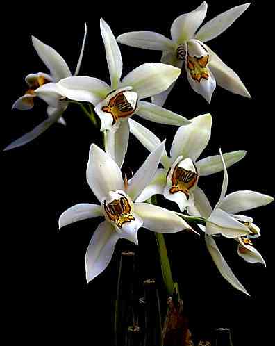 Coelogyne flaccida